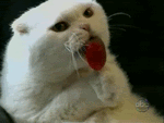 котка с близалка